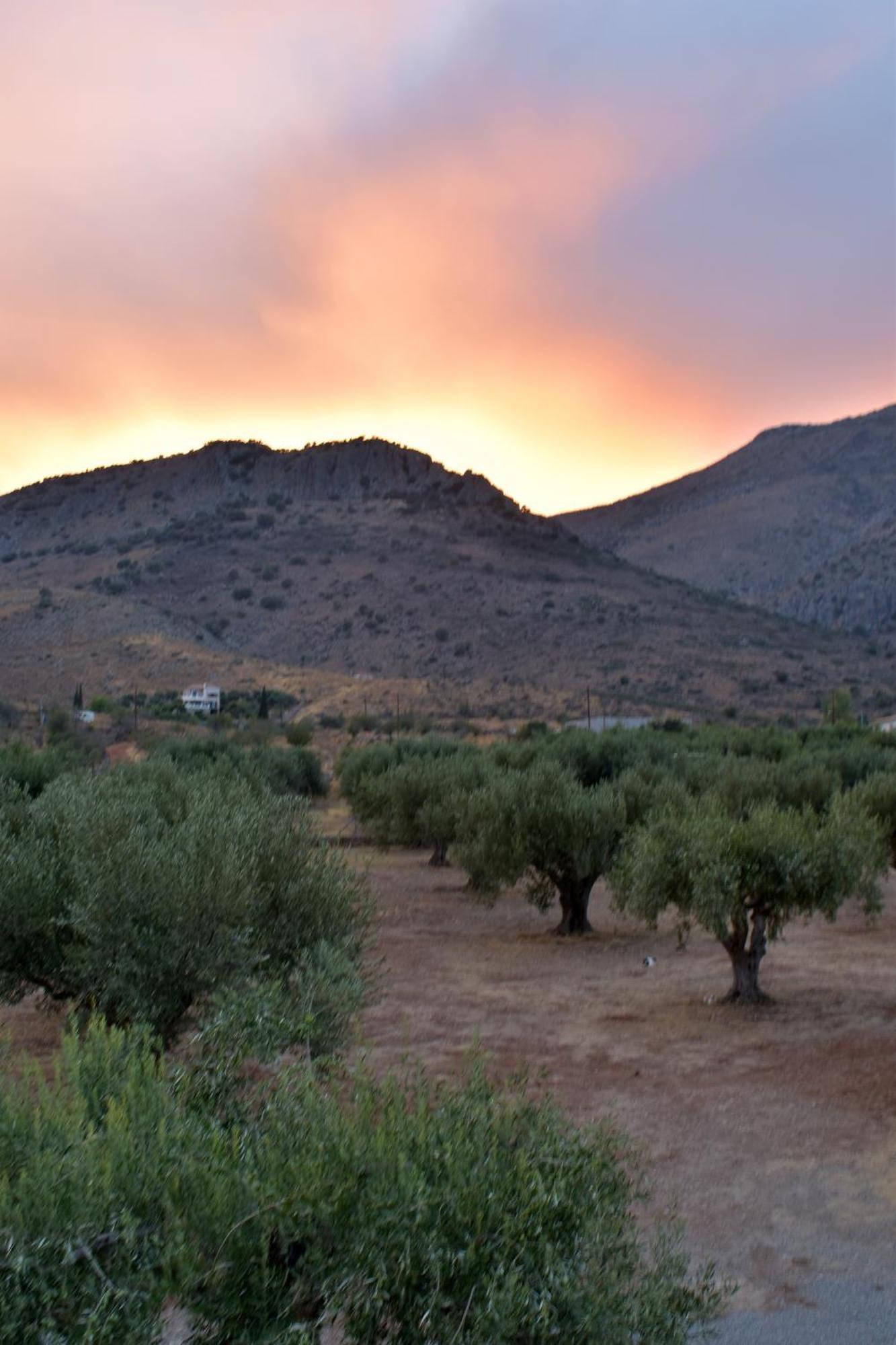 Villa In The Olive Trees Galaxídhion 外观 照片